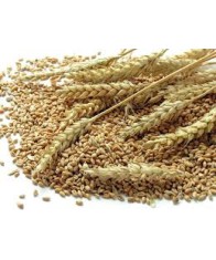 WHEAT-1kg